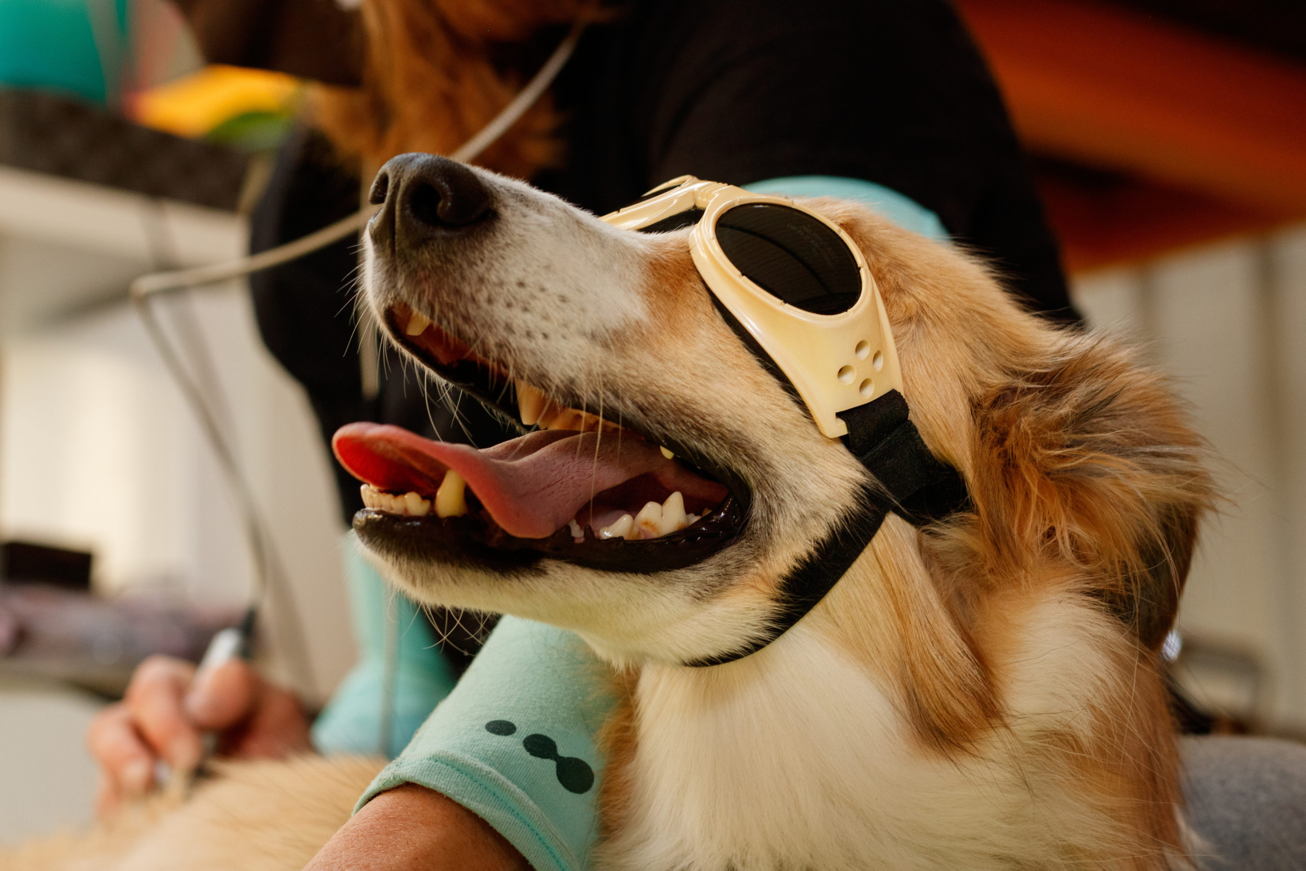 dog with laser therapy glasses on