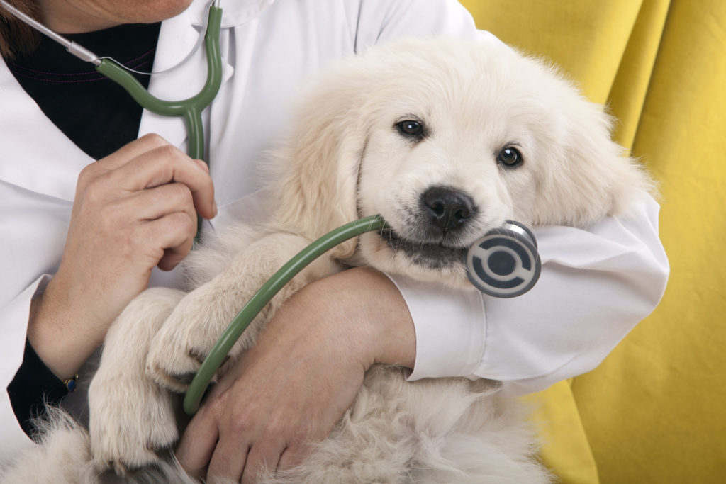 pupping being held by a veterinarian