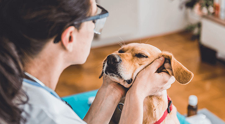 veterinarian checking out a dog