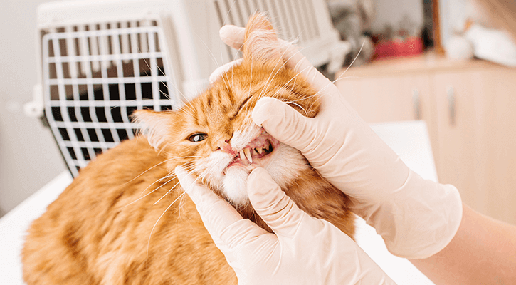 vet checking cat's teeth