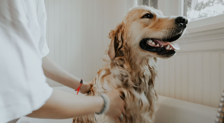 Golden Retriever Groom golden retriever taking a bath