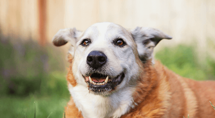 senior dog smiling