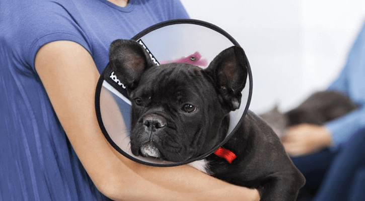 dog with an Elizabethan collar being held