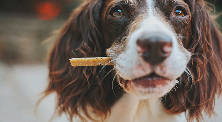 james-lacy-5w3oIN-0Lzs-unsplash dog with a treat in their mouth