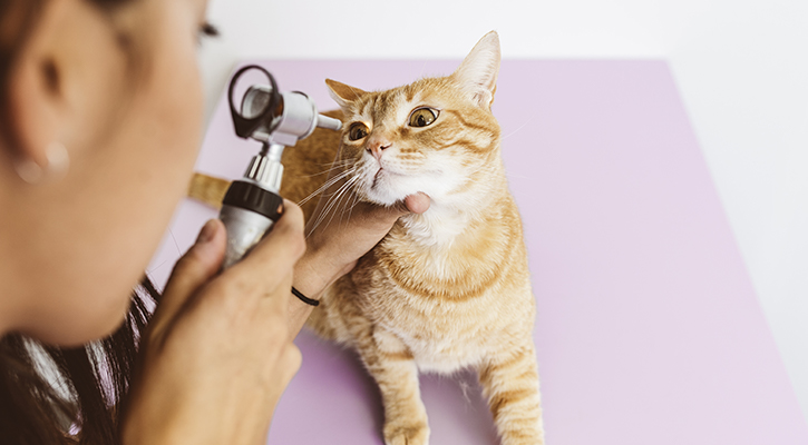 pet-ophthalmology pet-ophthalmology