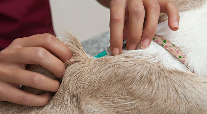 pet receiving a shot at the vet