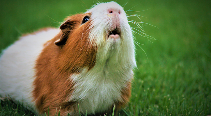 brown and white guinea pig