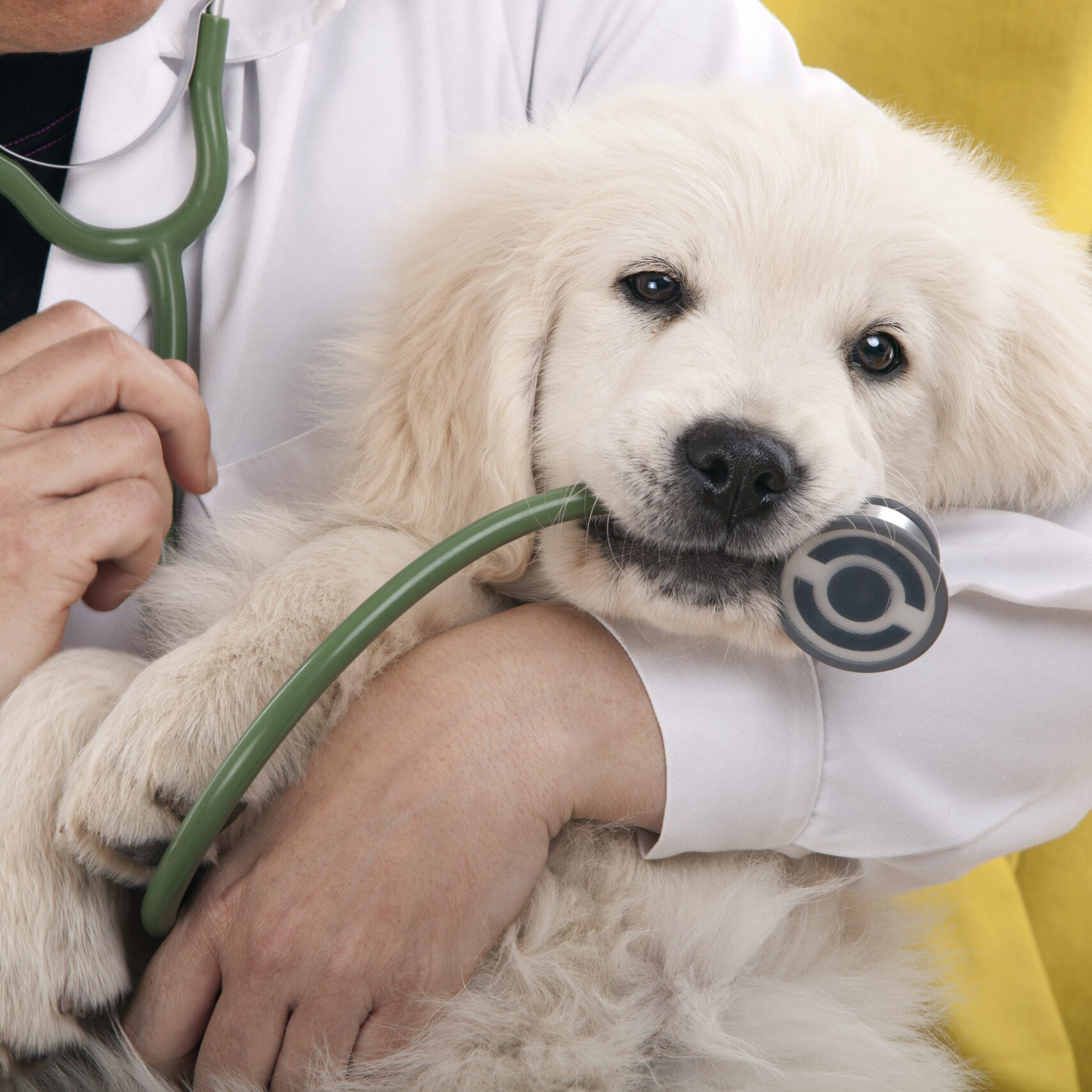 pupping being held by a veterinarian