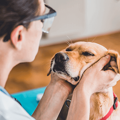 veterinarian checking out a dog