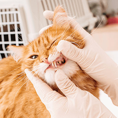 vet checking cat's teeth