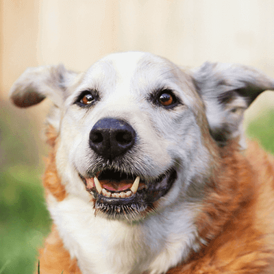 senior dog smiling