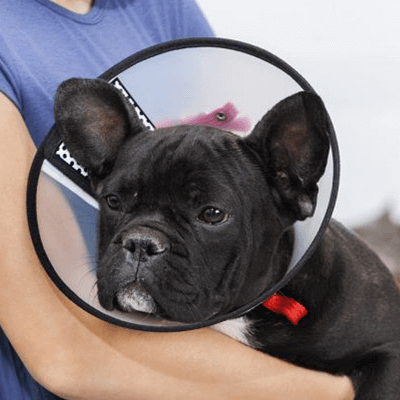 dog with an Elizabethan collar being held